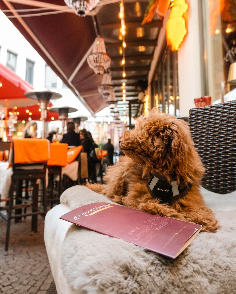 Hund mit Speisekarte auf der Terrasse